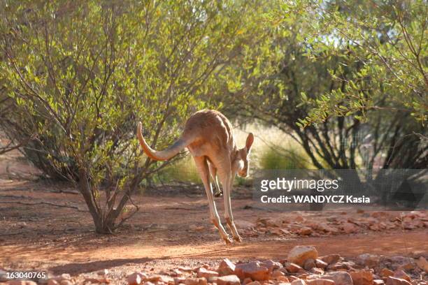 The Bush. La faune du bush australien dans les Territoires du Nord : un kangourou s'enfuyant en bondissant sur un sentier de terre rouge..