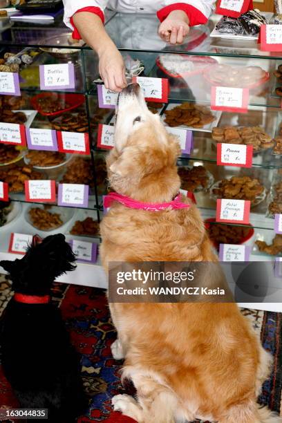 The Market For Pets. Rendez-vous chez Harriet STERNSTEIN à la pâtisserie biscuiterie 'Mon Bon Chien' rue Mademoiselle dans le XVème arrondissement de...