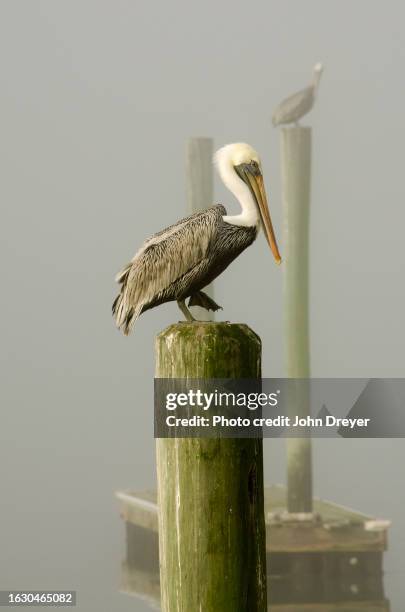 toe tapping pelican - pelikaan stockfoto's en -beelden