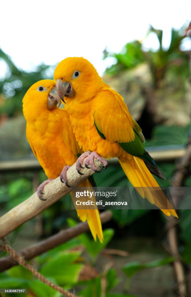 Conure Parrot Sun Conure Petco Sun Conure For Sale Petco Pet Birds
