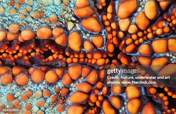 sea star - starfish stock pictures, royalty-free photos & images