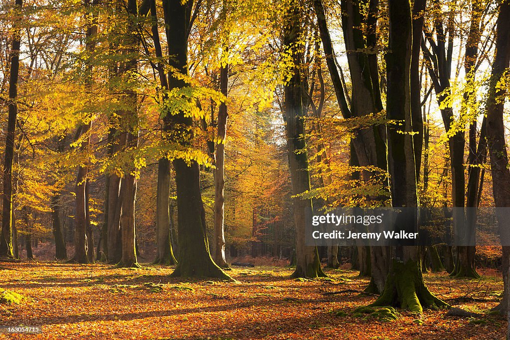 Autumn woods
