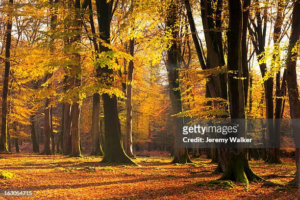autumn woods - exmoor national park imagens e fotografias de stock