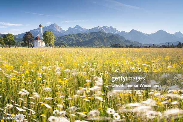 blooming summer marguerites meadows - schwangau stockfoto's en -beelden