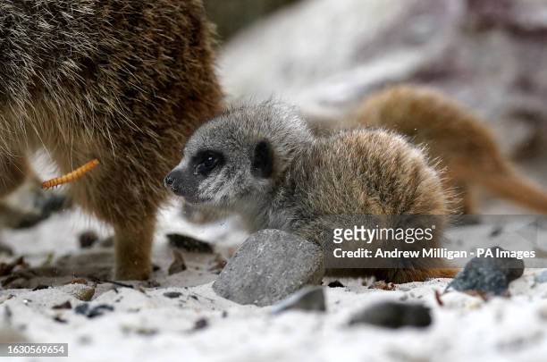Newborn meerkat pup Busta watches a mealworm at Blair Drummond Safari and Adventure Park, near Stirling. Three pups - Busta, Missy and Emmie - have...