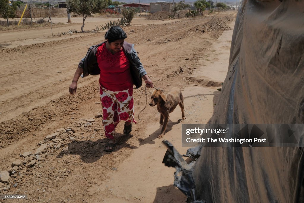A deadly bacteria, carried by ticks, is killing young people in Baja California - and moving north.