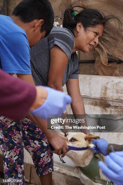 Josefina Luna, right, and her son Juan Luis Luna control their dog Guero, for members of the Baja California Health Department and a team of...