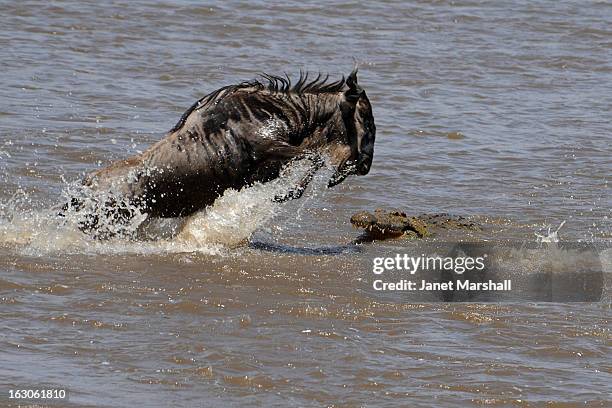 Part of the Great Migration in the Maasai Mara, the wildebeest cross the river en masse. The crocodiles wait hungrily for a successful kill.