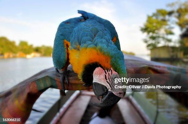 macaw on canoe on amazon river - river amazon stock-fotos und bilder