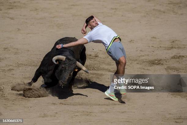 Young man avoids a charging bull in the San Sebastián de los Reyes bullring after the first running of the bulls in San Sebastián de los Reyes. The...