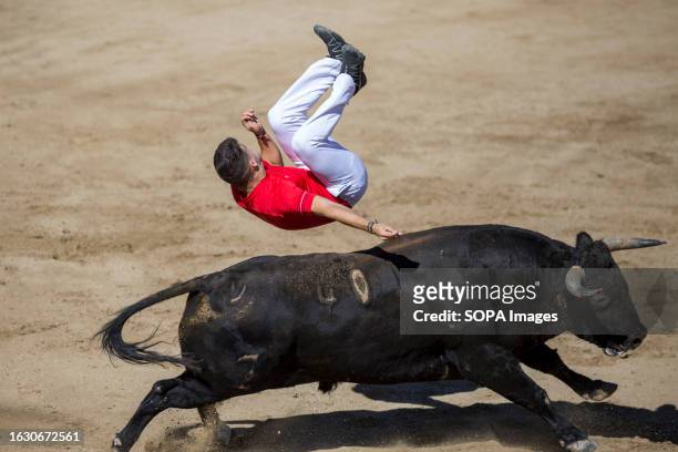 Man jumps over a bull in the San Sebastian de los Reyes bullring after the first running of the bulls in San Sebastian de los Reyes. The festivities...
