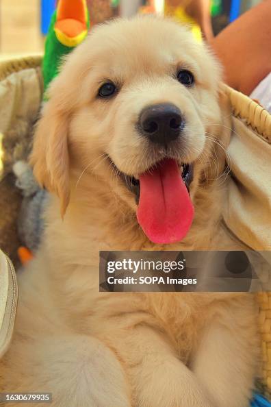 Portrait of a golden retriever puppy...