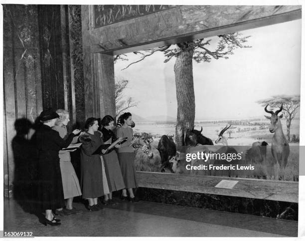 Barnard Students viewing and taking notes of an exibit of wild animals at The Museum Of Natural History in New York City, New York, 1955.