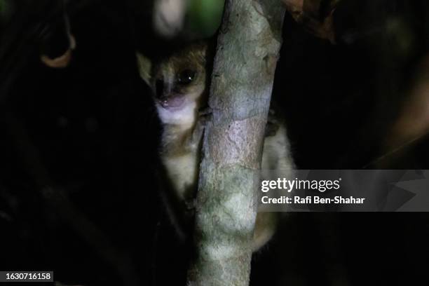 western grey mouse lemur - mouse lemur stock pictures, royalty-free photos & images