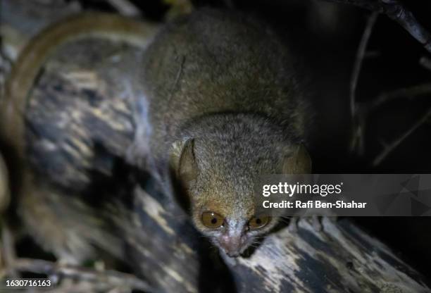 western grey mouse lemur - mouse lemur stock pictures, royalty-free photos & images