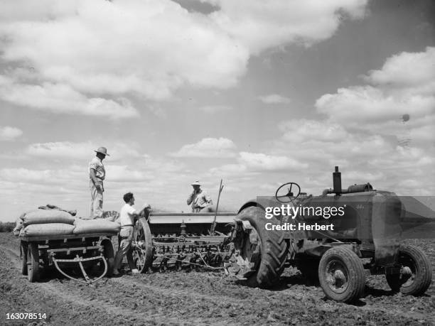 Norman Simpson, his son Barry, and a farm hand refill the seed bod of the combine during a morning smoke-oh, New South Wales, 1955.