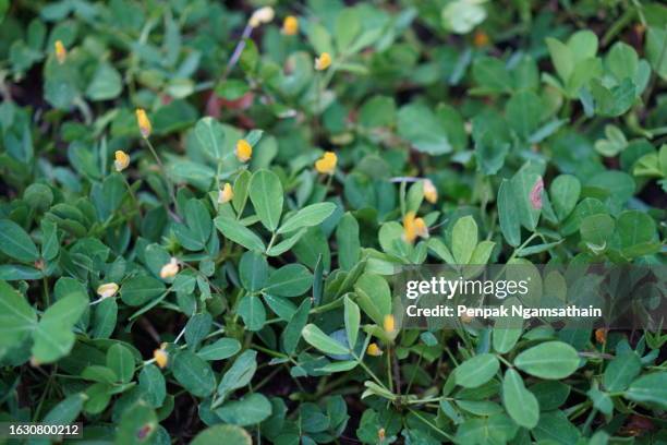 arachis pintoi yellow flower - peanuts field stock pictures, royalty-free photos & images