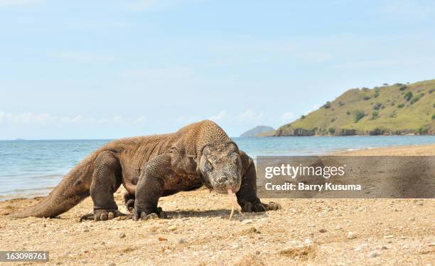 komodo dragon on komodo island - komodo dragon stock pictures, royalty-free photos & images