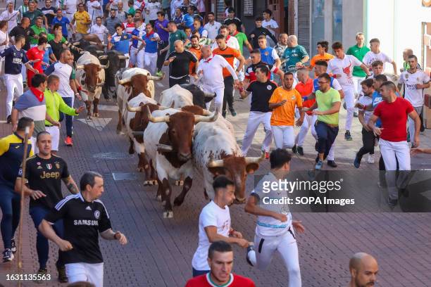 Dozens of runners surround a group of bulls from the 'Antonio López Gibaja' ranch during the first bullfighting of the popular festivals in the...