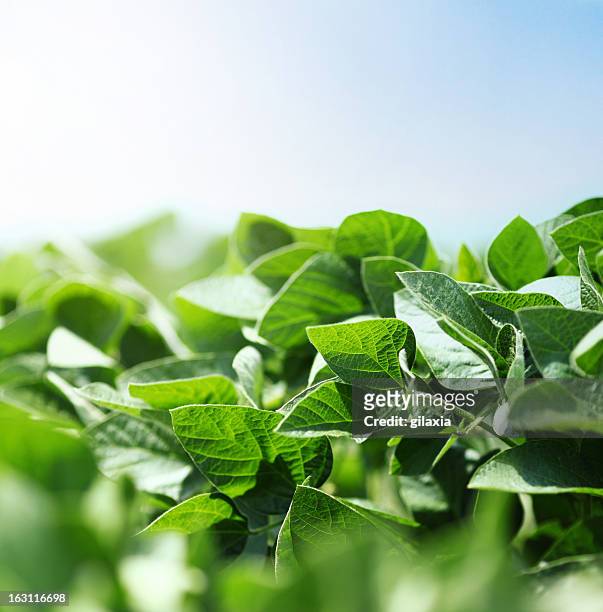 sojabohne pflanzen - soybean stock-fotos und bilder