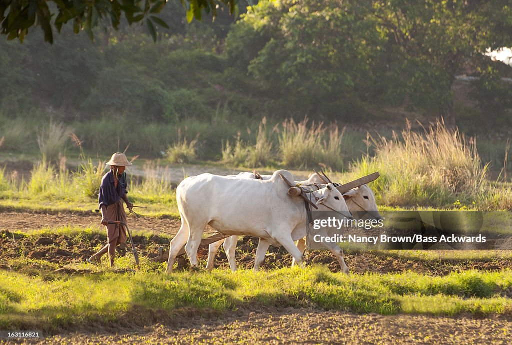 Burmese Farmer Plowing in Mandalay Myanmar.