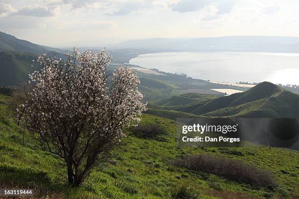 travel and tourism - israel nature stock pictures, royalty-free photos & images