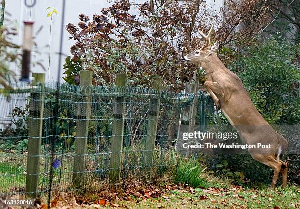 An 8-point, white-tail buck jumps into the back yard of a home in the Bay Ridge housing community in Annapolis, MD on November 21, 2011. As early as...