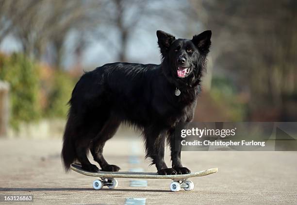 Marley, a cross German Shepherd/Border Collie aged three, owned by Twelve-year-old Abbie Reynolds-Dobson, poses on a skateboard as he practices his...