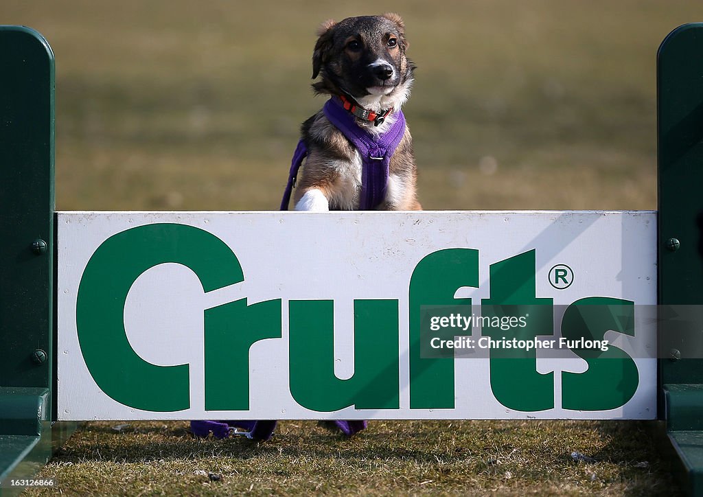 Photocall For The Launch Of Crufts 2013