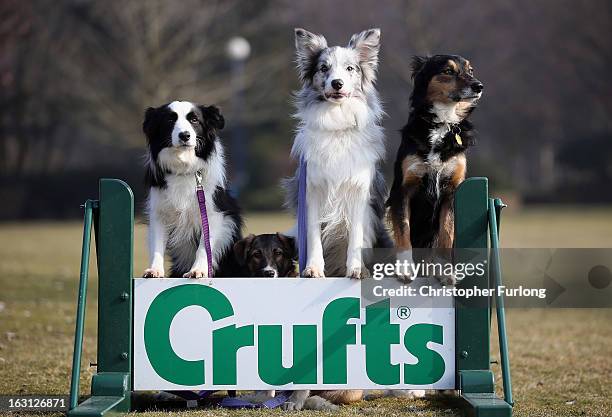 Collie cross Tiff , a five-month-old homeless rescue dog joins Collie dogs Holly Frostie and Jimmy who are competing at Crufts 2013 and have all come...