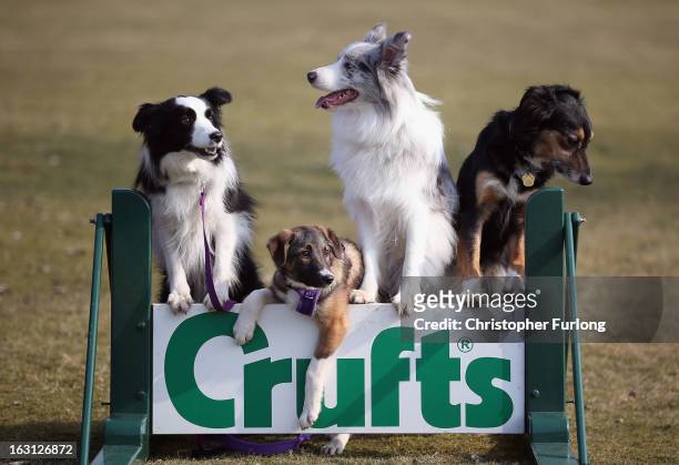 Collie cross Tiff , a five-month-old homeless rescue dog joins Collie dogs Holly Frostie and Jimmy who are competing at Crufts 2013 and have all come...