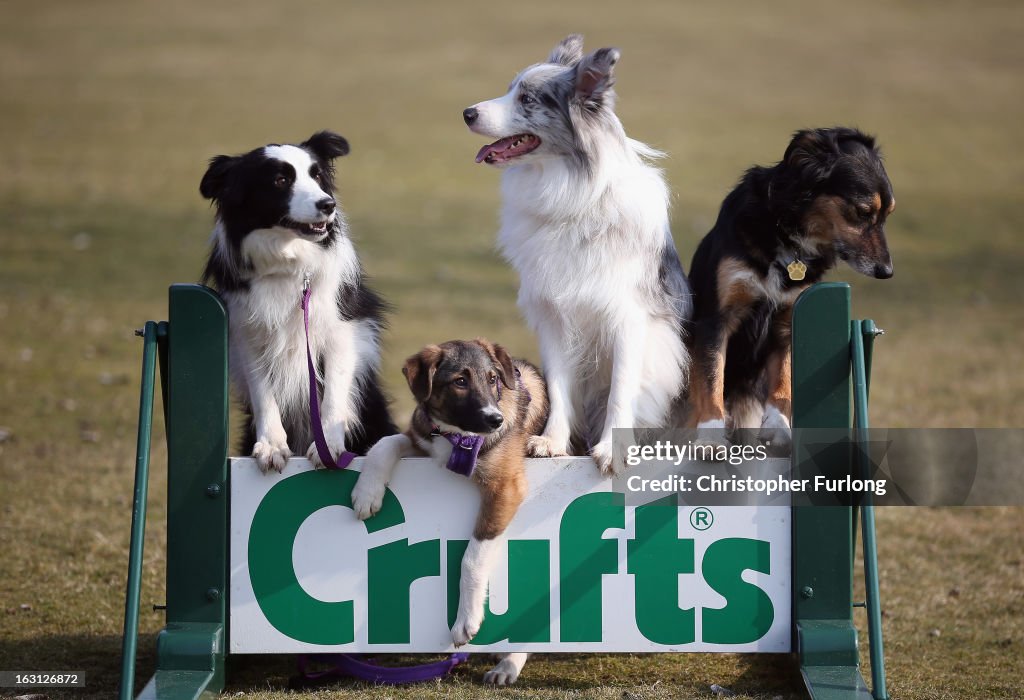 Photocall For The Launch Of Crufts 2013