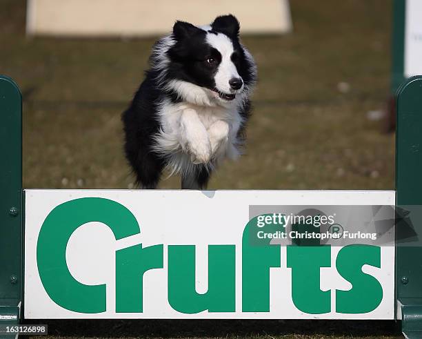 Collie dog Holly, who is competing in the agility section at Crufts and was rehomed by Valgrays Border Collie Rescue Centre, takes part in a...