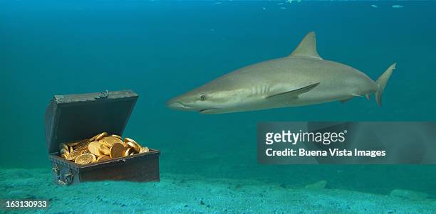 shark watching a sunken treasure - treasuregold bildbanksfoton och bilder