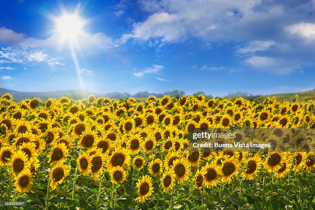 Sunflowers under blue sky and shining sun