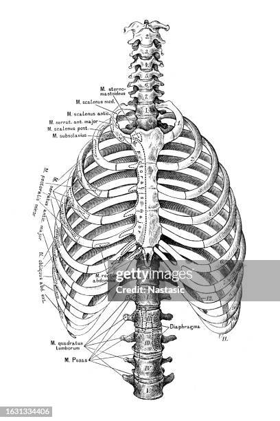 rib cage and spine - vertebrae stock illustrations