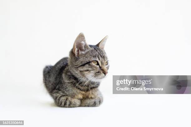 grey tabby kitten lying calmly on a white background - cat white background photos et images de collection