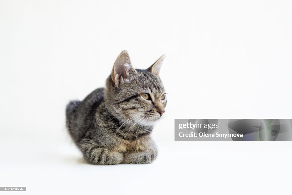 Grey tabby kitten lying calmly on a white background