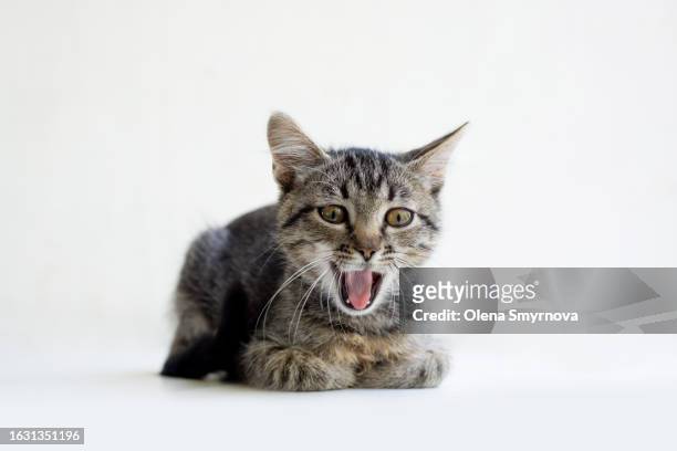grey tabby kitten lying calmly on a white background - cat white background photos et images de collection