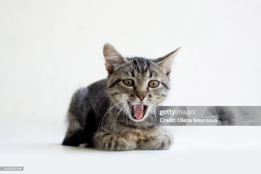 Grey tabby kitten lying calmly on a white background