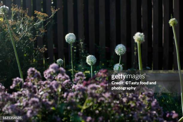 onion flowers in the vegetable  garden - allium flower imagens e fotografias de stock