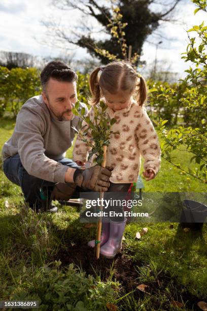 little girl helping her father to plant a small, young tree in a garden in springtime. - pre positioned stock pictures, royalty-free photos & images