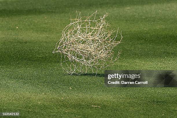 Tumble weed blows down the seventh fairway during the final round of the World Golf Championships - Accenture Match Play at the Golf Club at Dove...