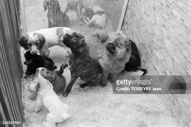 Puppies Breed. France, Paris, 6 mars 1973, Visite du chenil situé rue de la Pompe dans le 16ème arrondissement, qui propose à l'adoption des chiots...