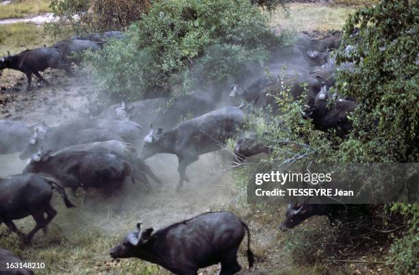 Various Animals In Africa. En Afrique, en mars 1968, lors d'un reportage dans la savane, divers animaux dans la nature, un troupeau de buffles...