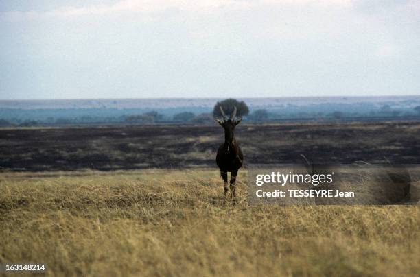Various Animals In Africa. En Afrique, en mars 1968, lors d'un reportage dans la savane, divers animaux dans la nature, un topi, une espèce...