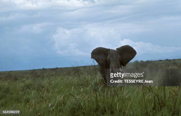 Various Animals In Africa. En Afrique, en mars 1968, lors d'un reportage dans la savane, divers animaux dans la nature, un éléphant dans les herbes...