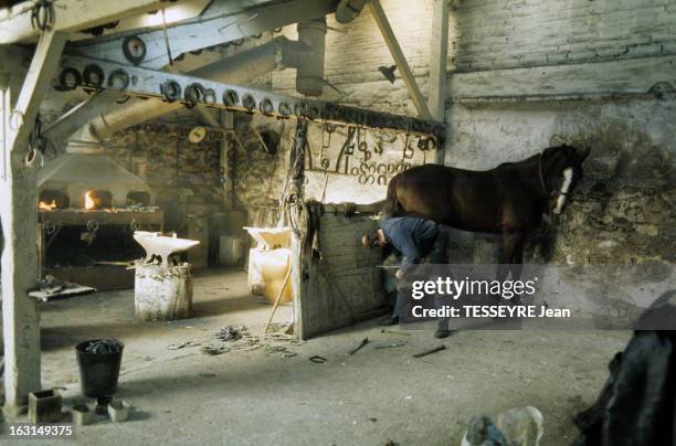 Equestrian Sport The Trot. A Joinville le pont, dans un atelier de forge à proximité d'une enclume, le maréchal ferrant LEGAUD, ferrant un cheval.