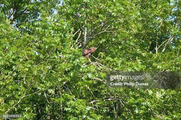 common buzzard (buteo buteo) in treetops - eurasian buzzard stock pictures, royalty-free photos & images