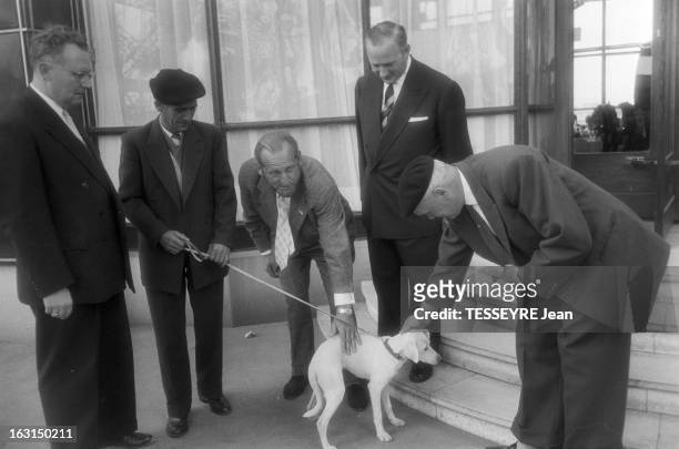 Dick, A Dog Saved By A Major. En septembre1957, à Paris, un jeune chien Labrador blanc à été sauvé et adopté par un militaire major dans l'armée. Ici...